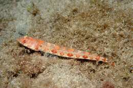 Image of Diamond Lizardfish