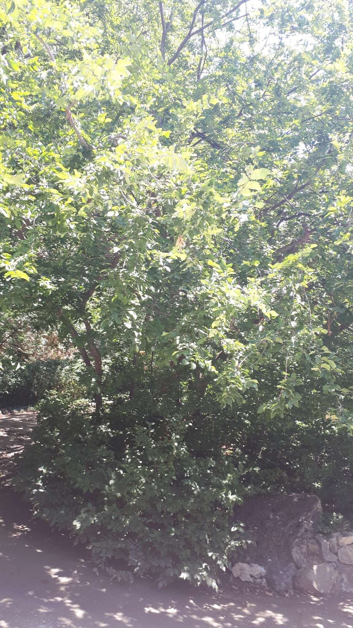 Image of Caucasian zelkova