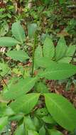 Image de Uncaria longiflora (Poir.) Merr.