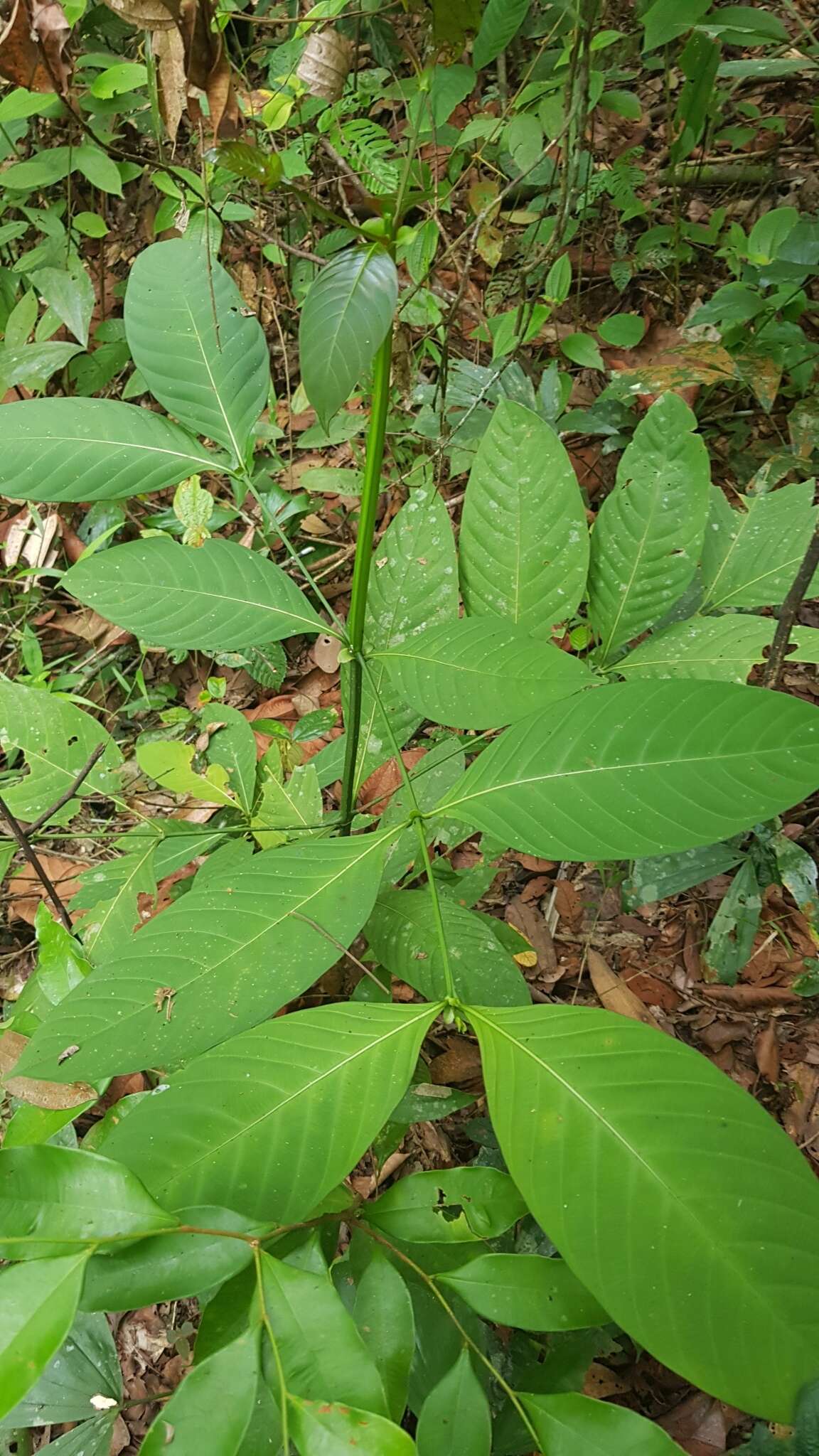 Image de Uncaria longiflora (Poir.) Merr.