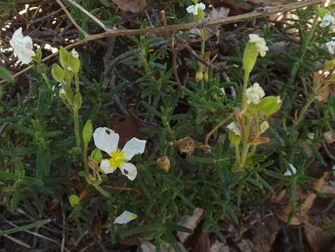 صورة Halimium umbellatum subsp. umbellatum