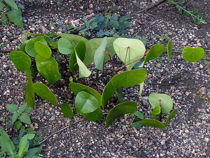 Image de Stephania japonica var. discolor (Bl.) Forman