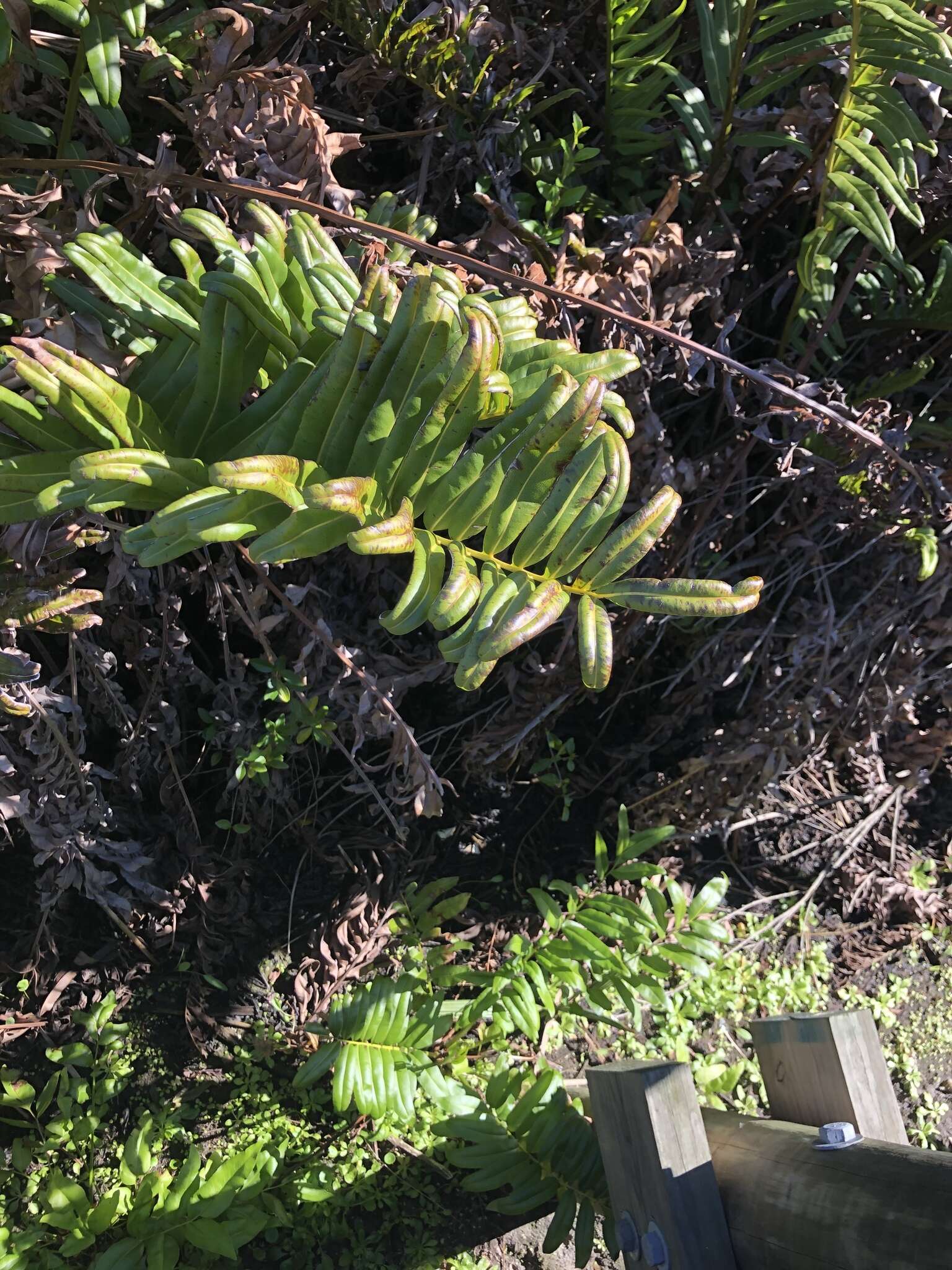 Image of giant leather fern