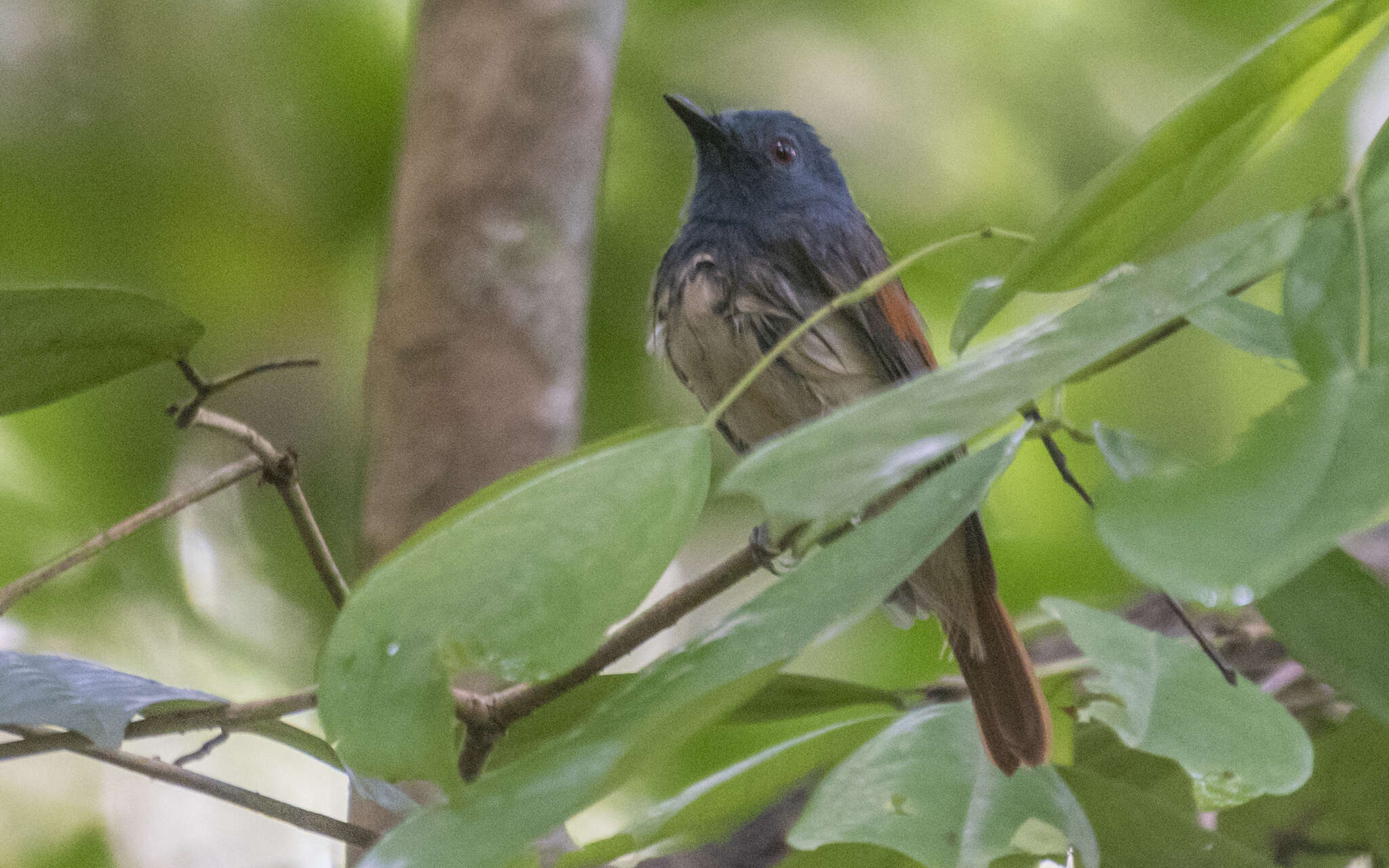 Philentoma pyrhoptera (Temminck 1836)的圖片