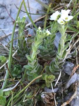 Image of twisted draba