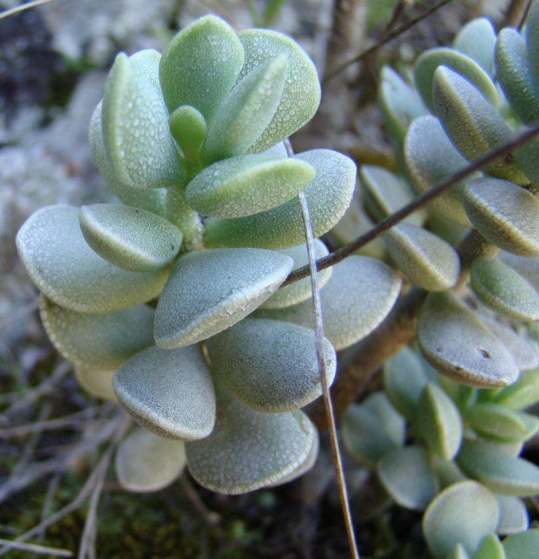 Image of Adromischus caryophyllaceus (Burm. fil.) Lem.