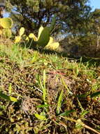 Image de Ophioglossum azoricum C. Presl