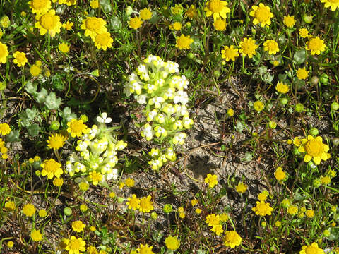 Image de Castilleja campestris subsp. campestris