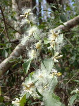 صورة Baccharis glomeruliflora Pers.