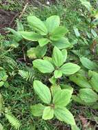 Image of Hawai'i false nettle