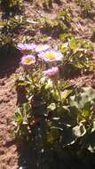 Image of seaside fleabane