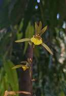 صورة Tainia bicornis (Lindl.) Rchb. fil.