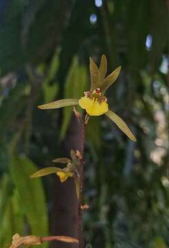 Image of Tainia bicornis (Lindl.) Rchb. fil.