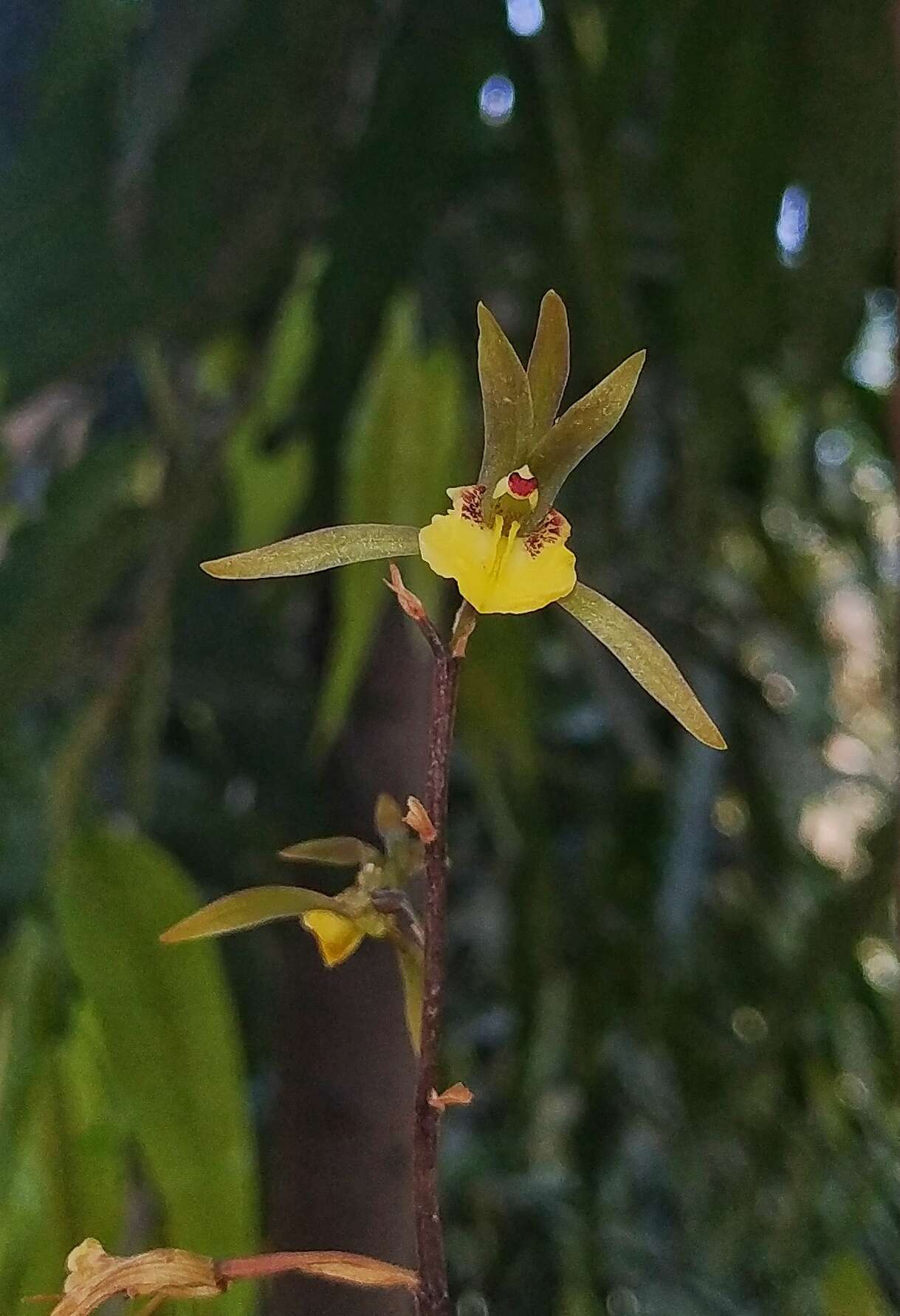 Tainia bicornis (Lindl.) Rchb. fil.的圖片