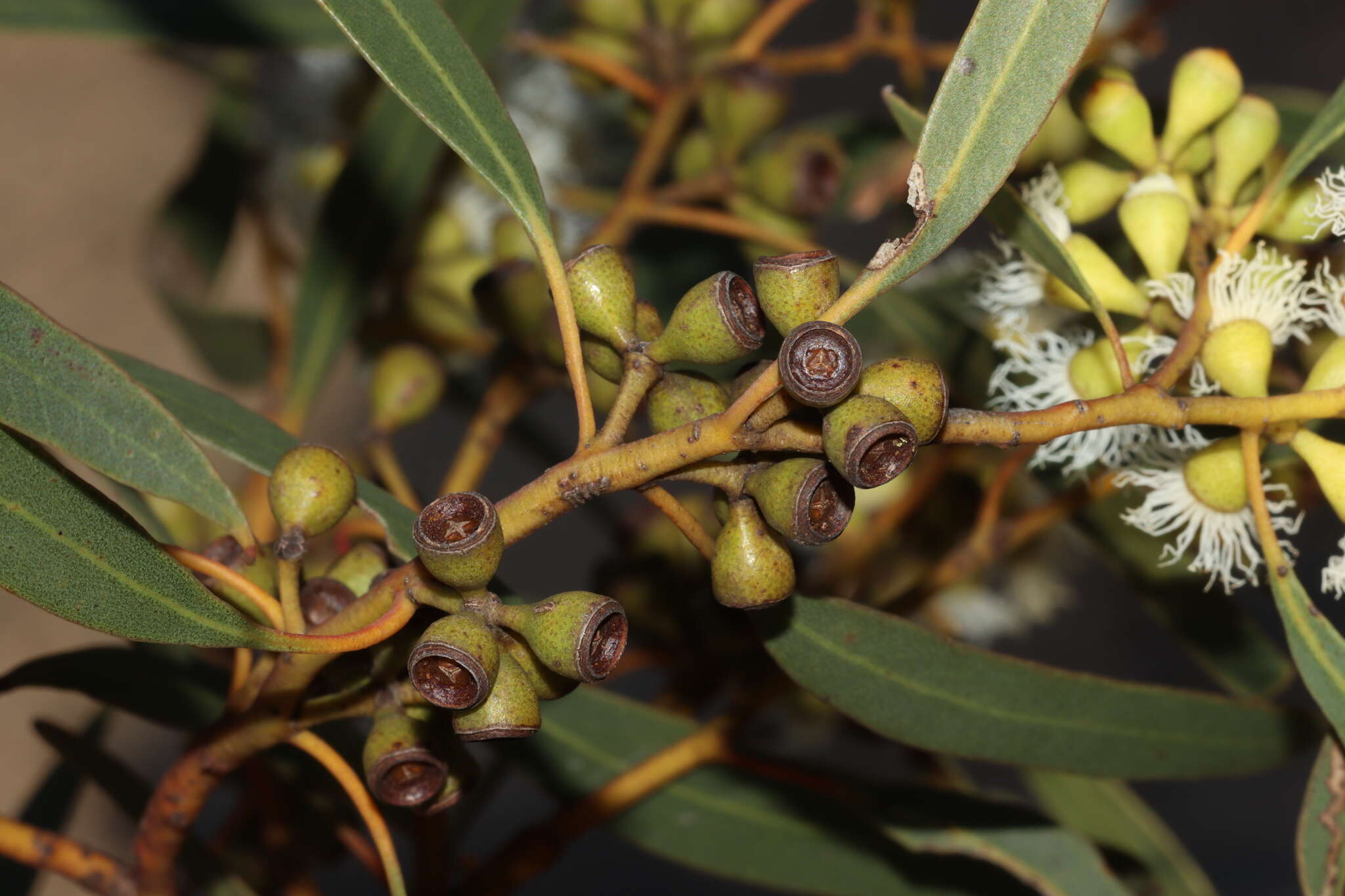 Sivun Eucalyptus gracilis F. Müll. kuva