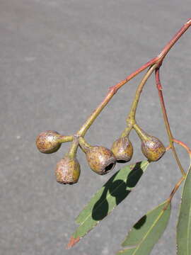 Image of Eucalyptus rhombica A. R. Bean & M. I. H. Brooker