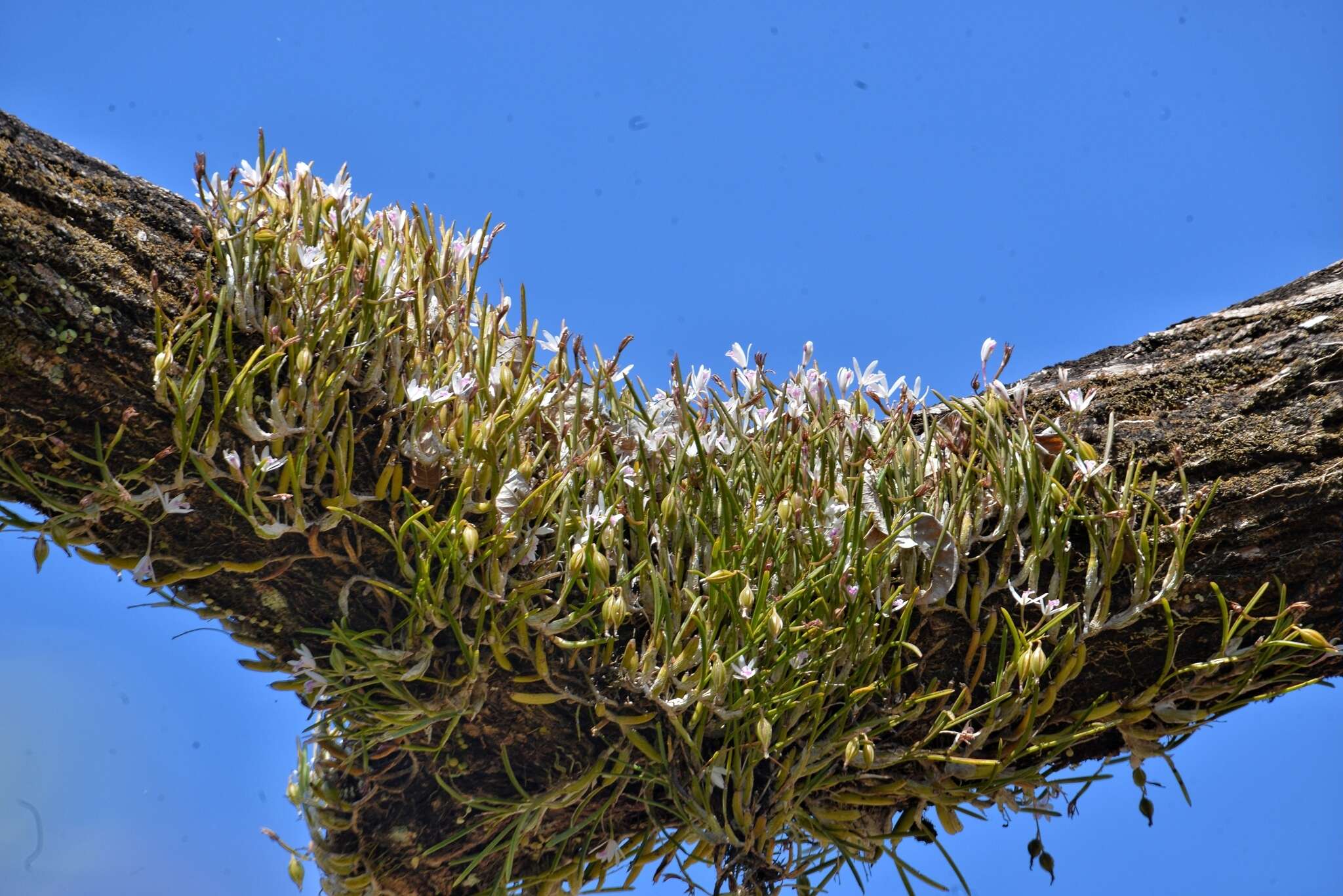 Image of Cattleya lundii (Rchb. fil. & Warm.) Van den Berg