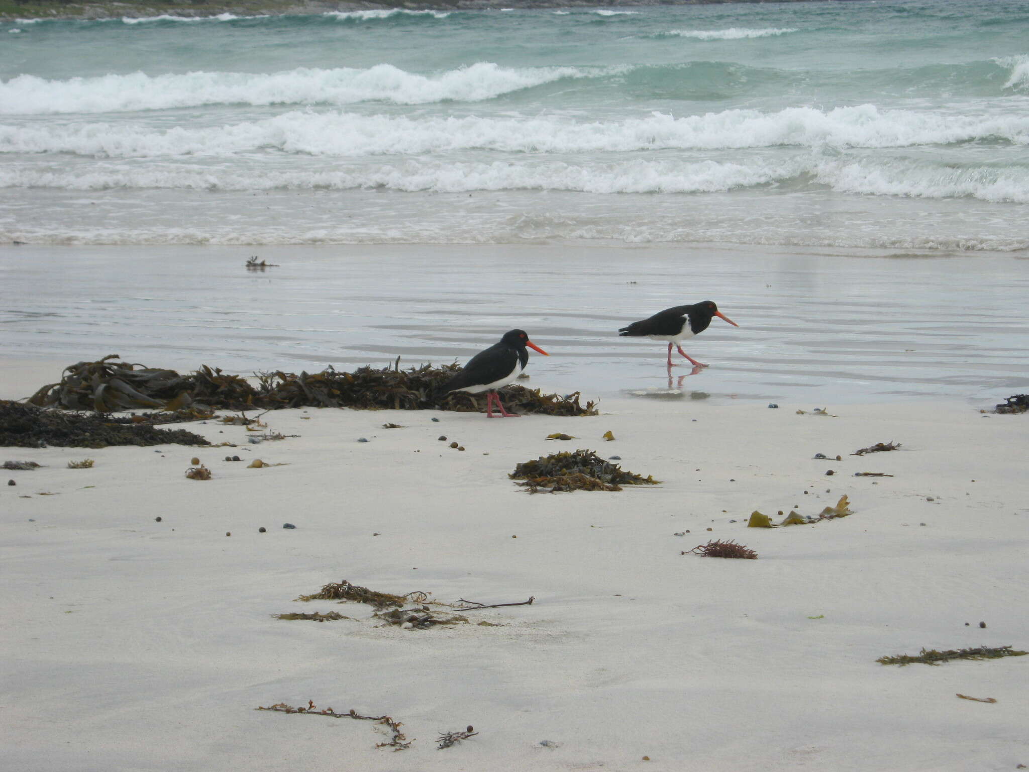 Image of Chatham Island Pied Oystercatcher