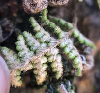 Image of coastal lipfern