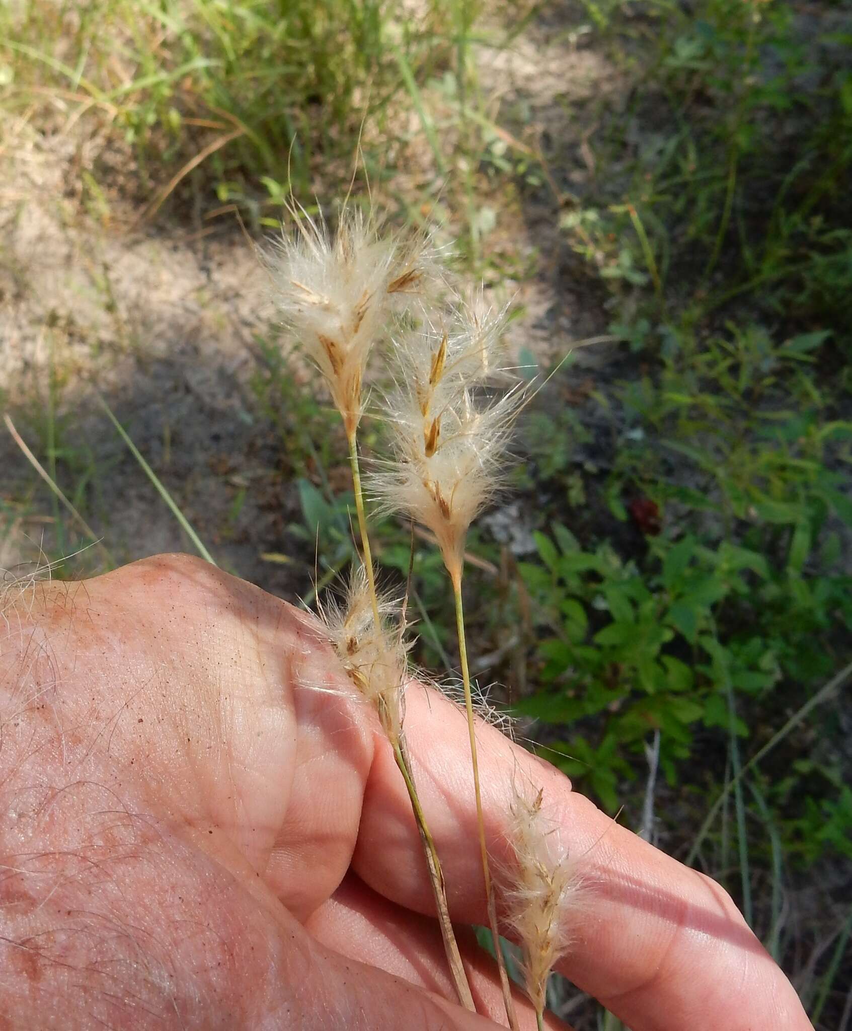 Image of splitbeard bluestem