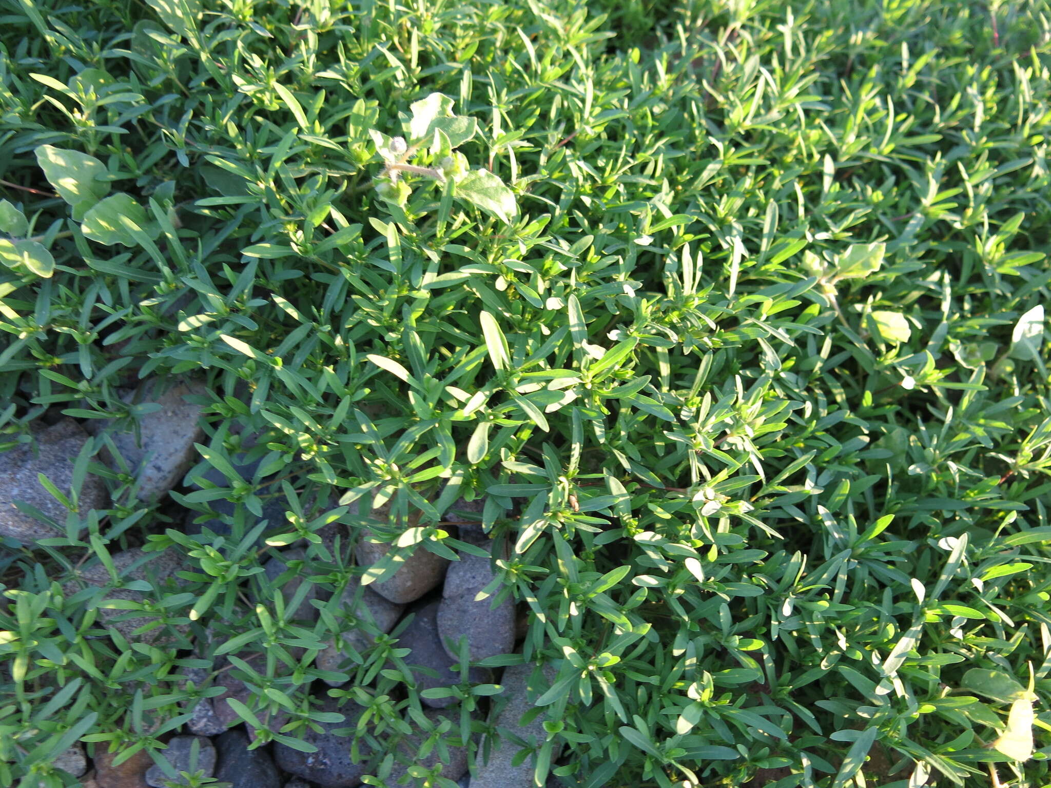 Image of Sonoran chinchweed