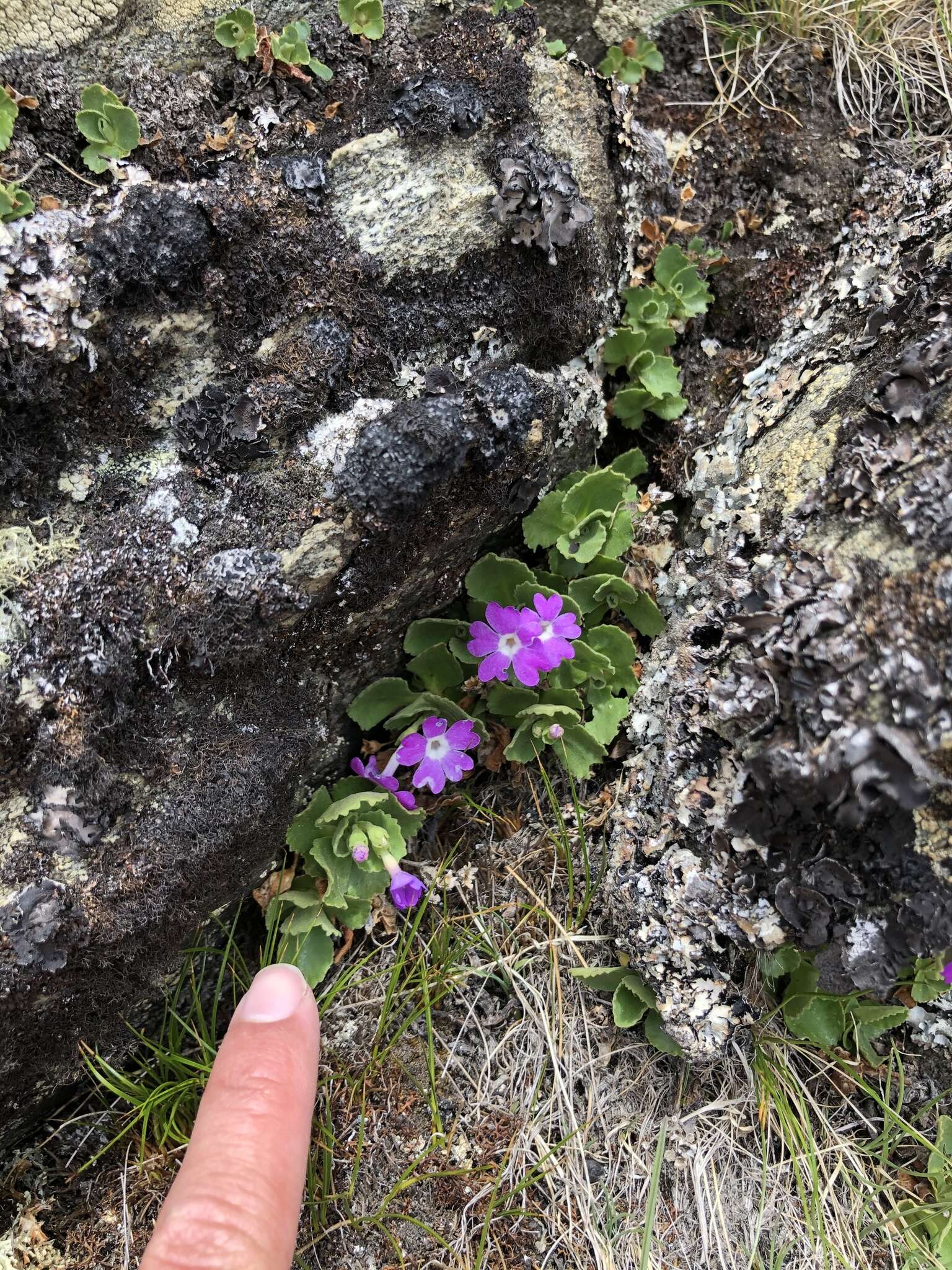 Image of Primula hirsuta All.