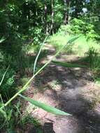 Image of Broom Rosette Grass