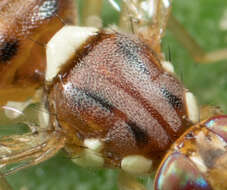 Image of Olive Fruit Fly