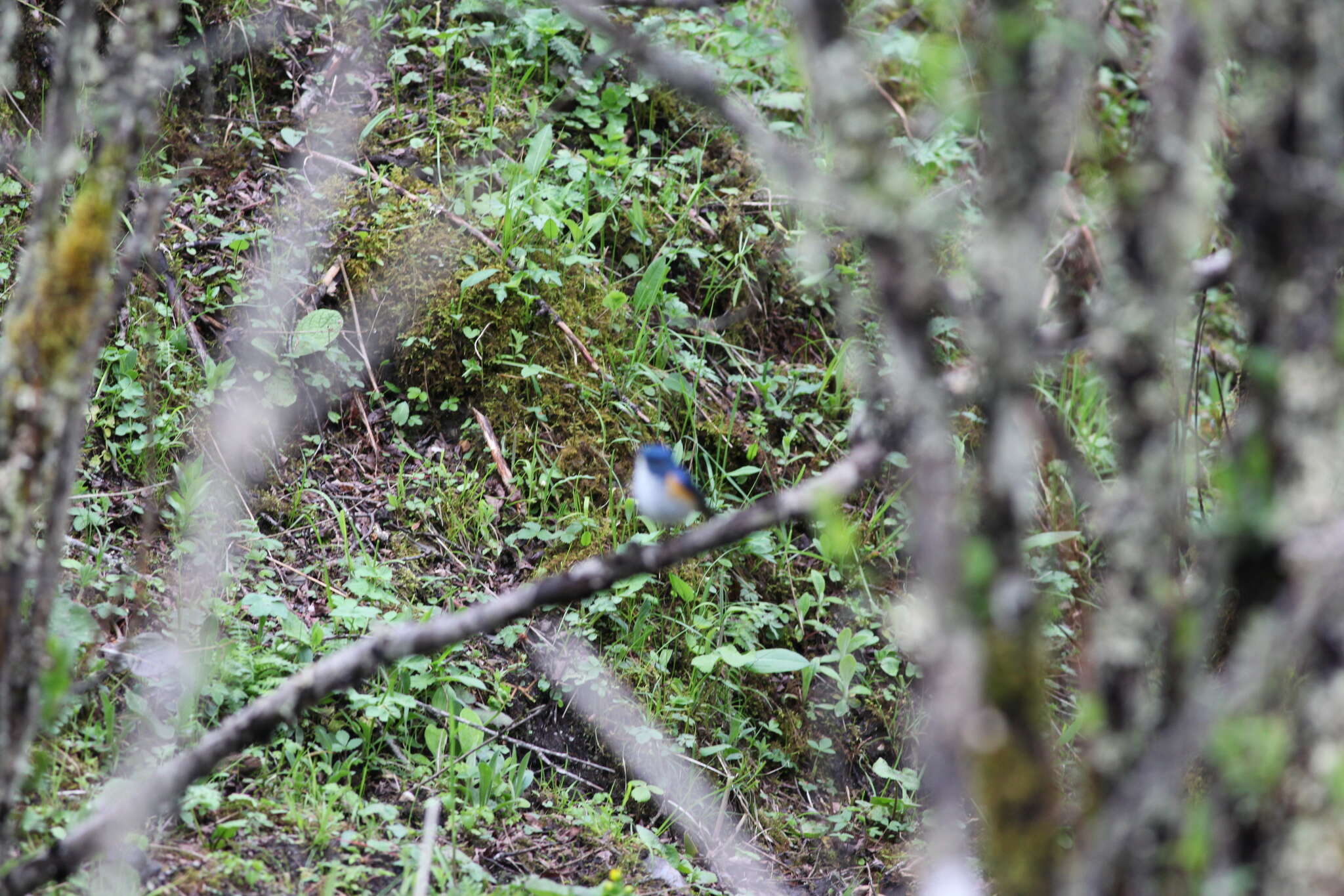 Image of Himalayan Bluetail