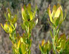 Image of Leucadendron foedum I. Williams