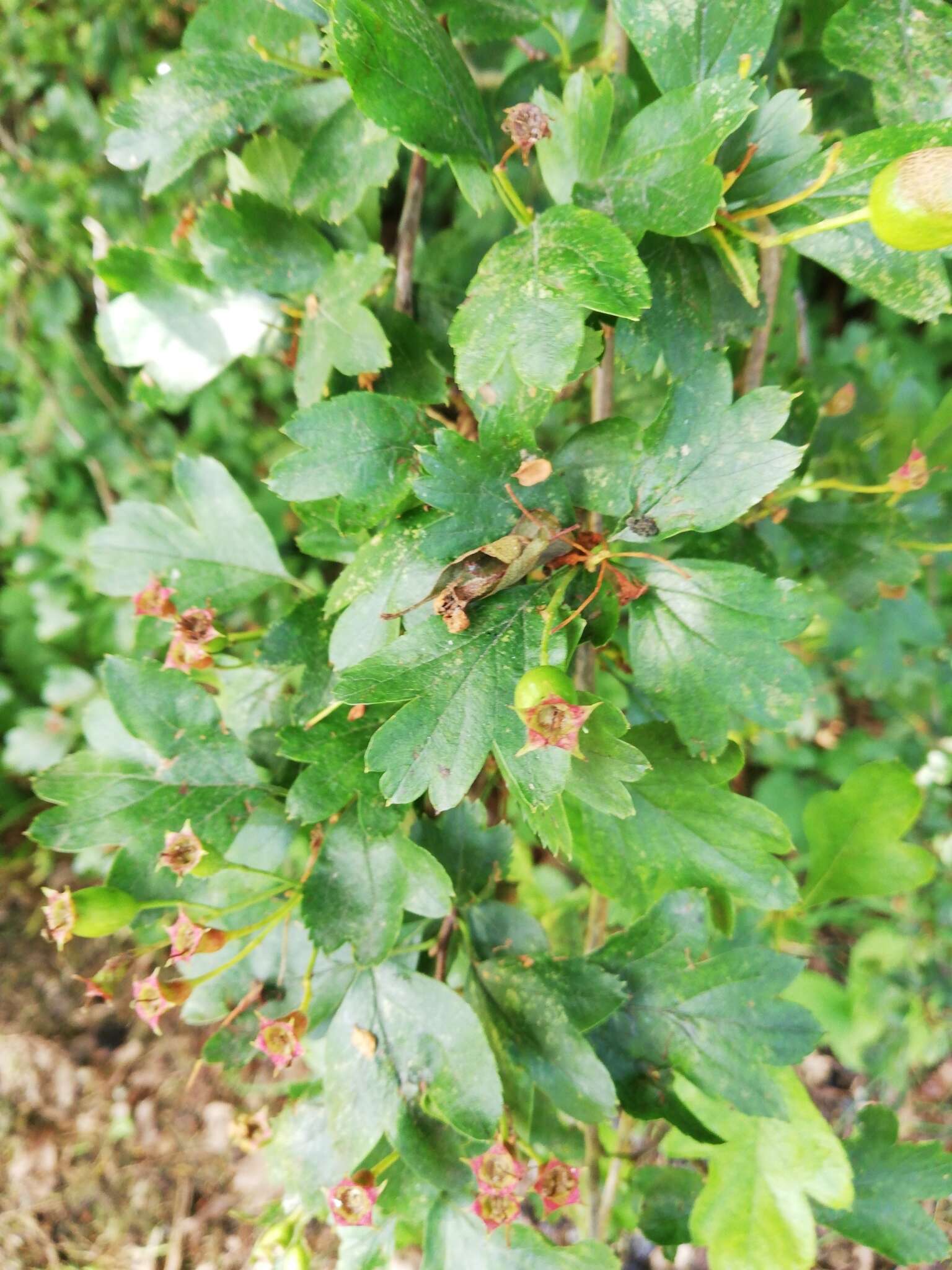 Imagem de Crataegus laevigata (Poir.) DC.