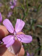 Image of Dudley's clarkia