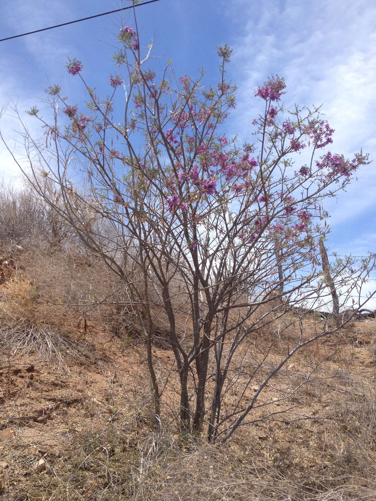 Image of Lonchocarpus hermannii M. Sousa