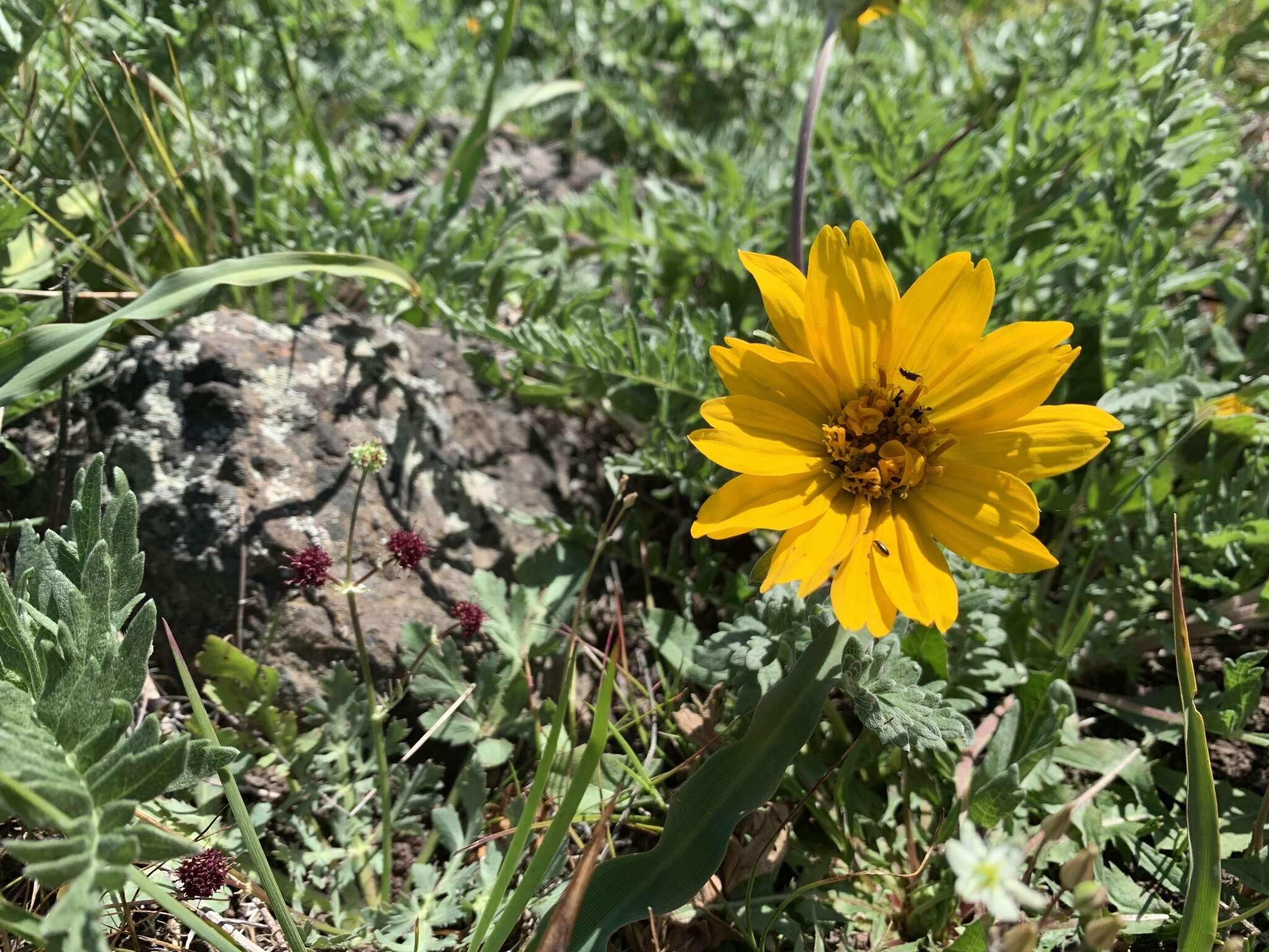 Image of California balsamroot