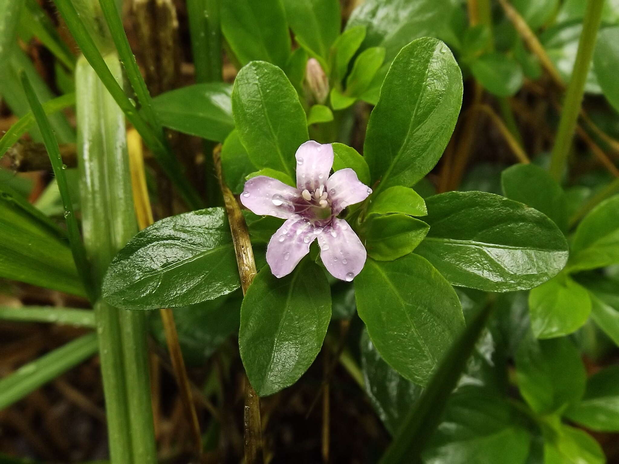 صورة Dyschoriste microphylla (Cav.) Kuntze