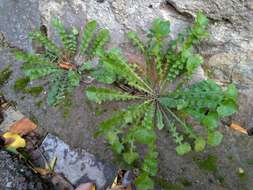 Image of Hyoseris radiata subsp. radiata