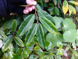 Image of Elaeagnus reflexa E. Morr. & Decne.