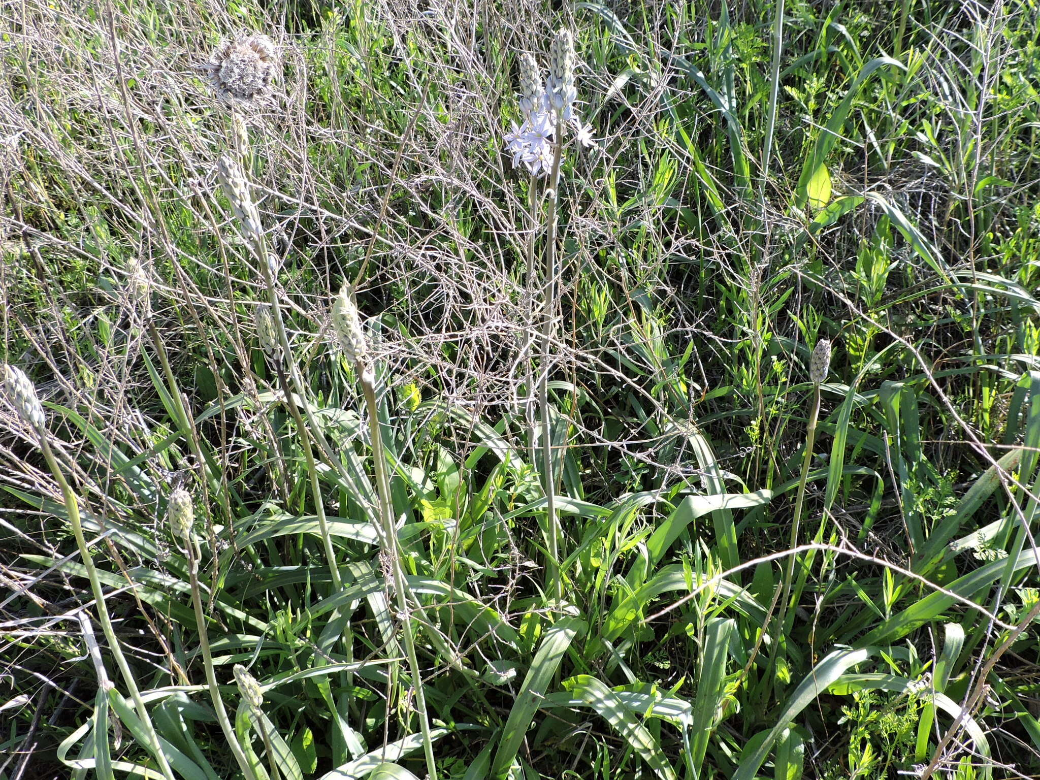 Imagem de Camassia scilloides (Raf.) Cory