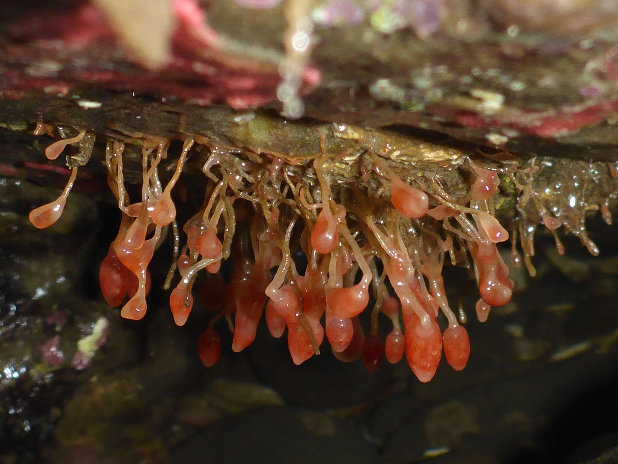 Image of Ectopleura marina (Torrey 1902)