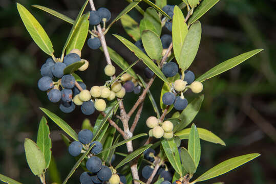 Image de Phillyrea latifolia L.