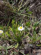 Image of Brachyscome graminea (Labill.) F. Müll.