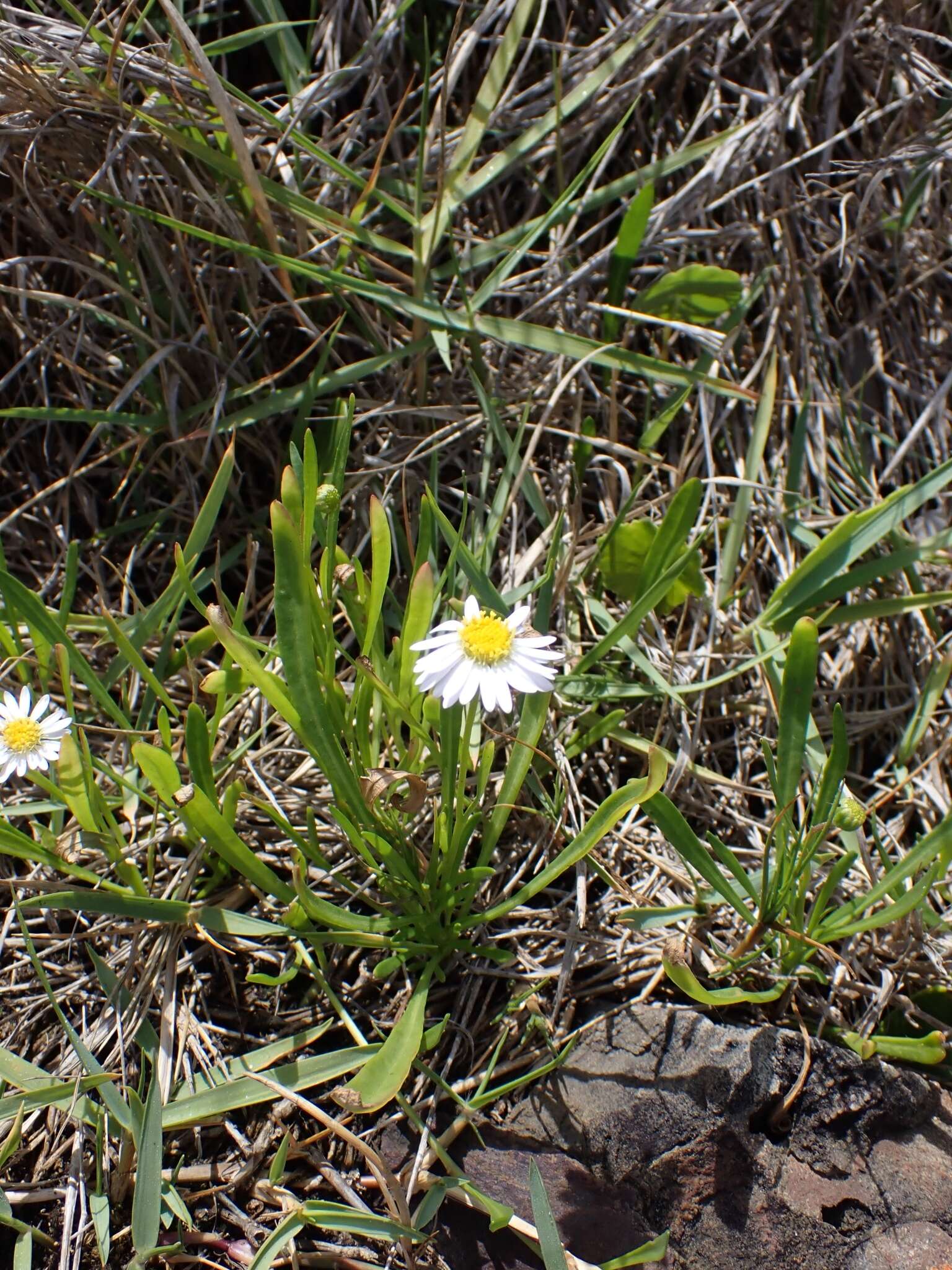 Image of Brachyscome graminea (Labill.) F. Müll.