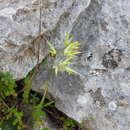 Plancia ëd Bromus intermedius Guss.