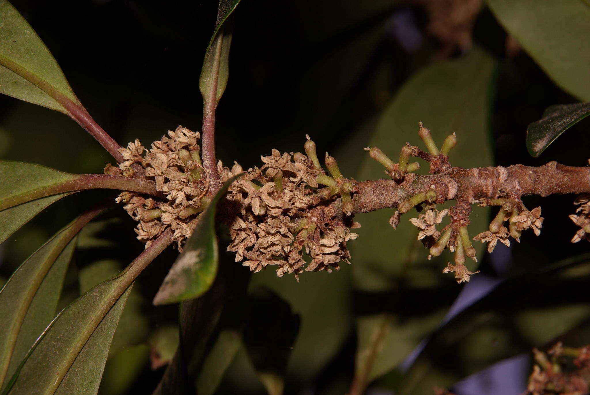 صورة Myrsine melanophloeos (L.) R. Br.