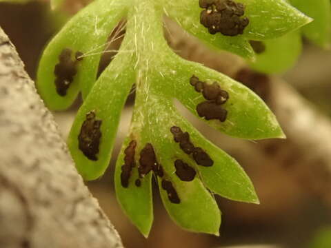 Image of Fabraea rhytismoidea (Cooke & Massee) Sacc. 1892