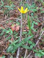 Image of Florida Sunflower