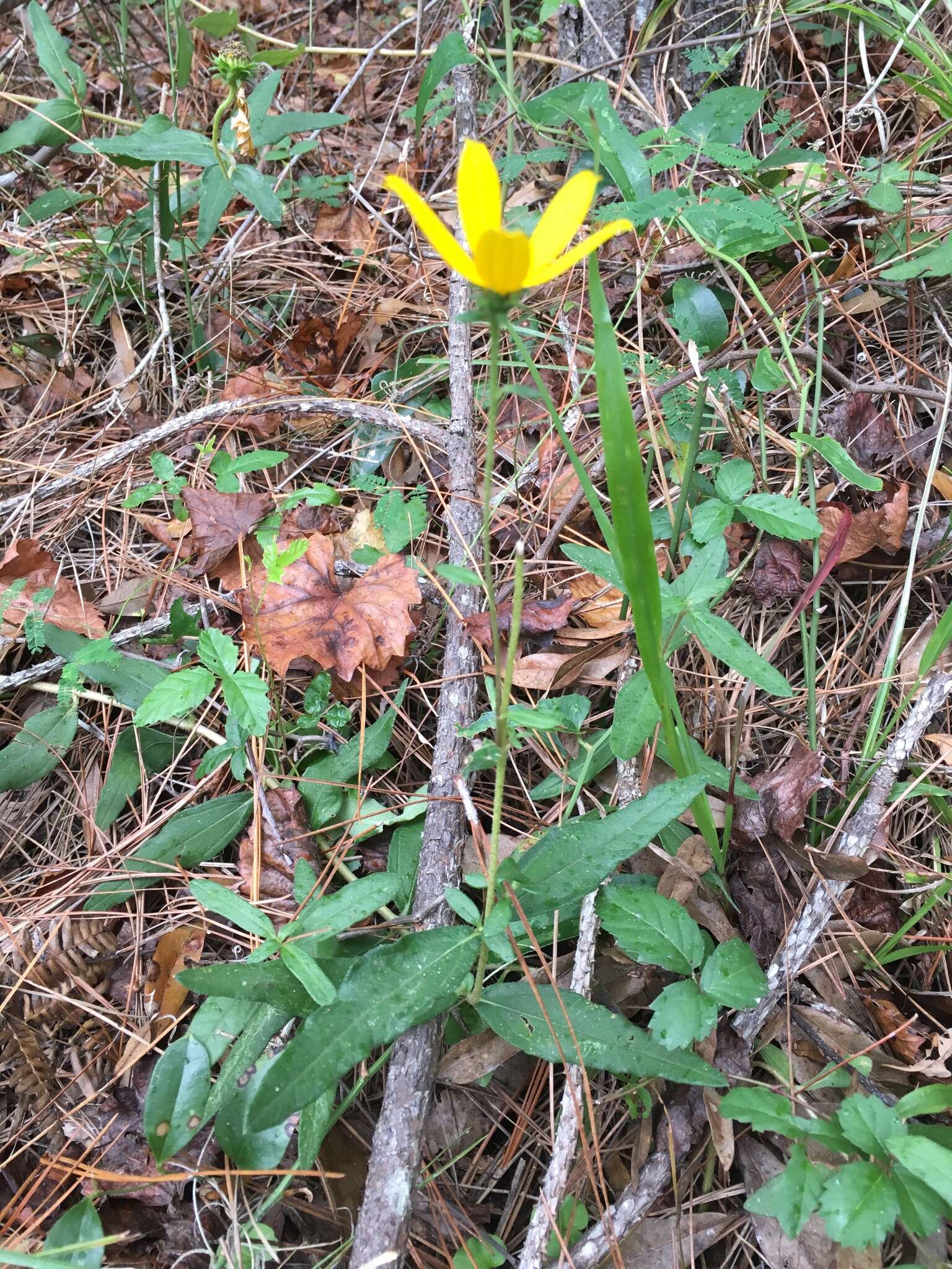 Image of Florida Sunflower