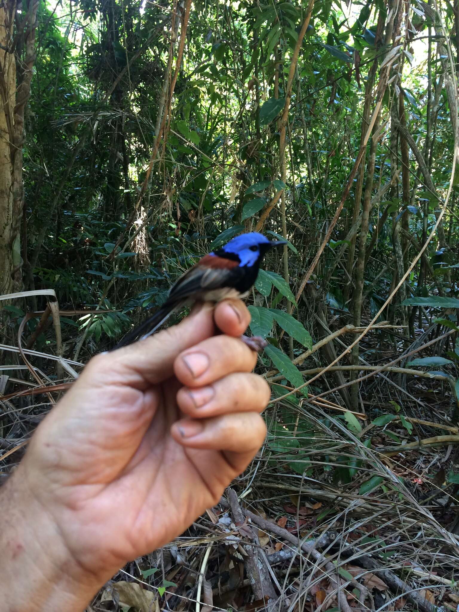 Image of Lovely Fairy-wren