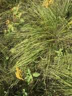 Image of prairie dropseed