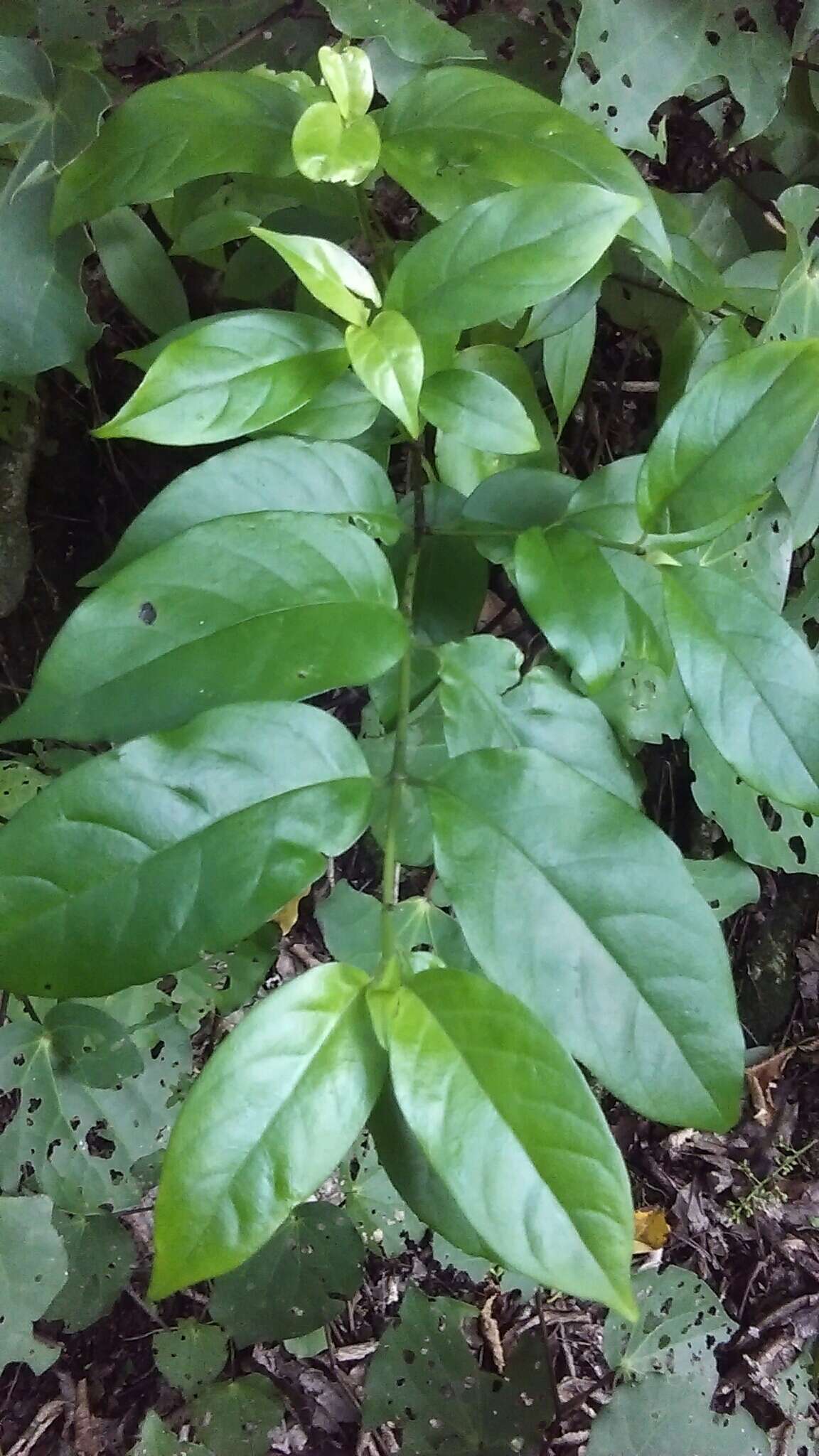 صورة Geniostoma ligustrifolium var. ligustrifolium